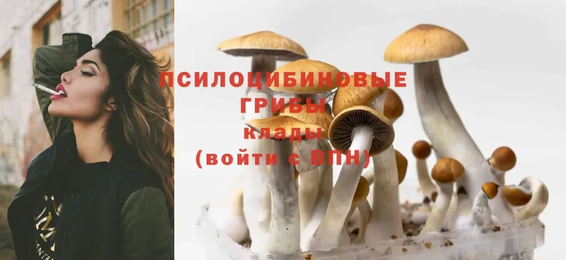 Галлюциногенные грибы Cubensis  купить  сайты  Карасук 